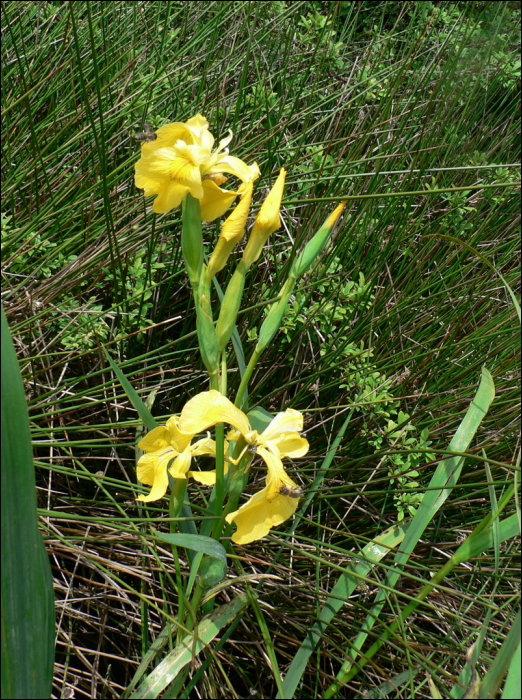 Iris pseudacorus L.