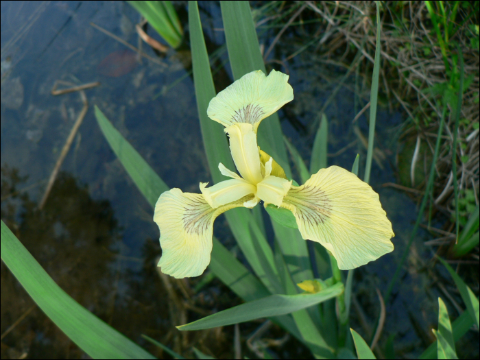 Iris pseudacorus L.