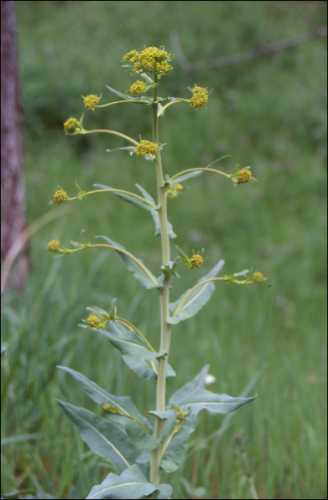 Isatis tinctoria L.