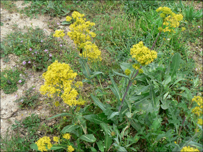 Isatis tinctoria L.