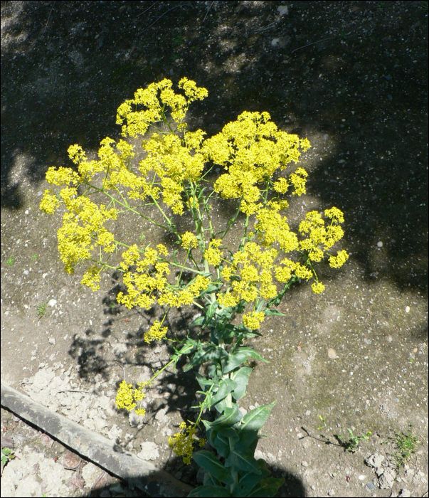 Isatis tinctoria L.