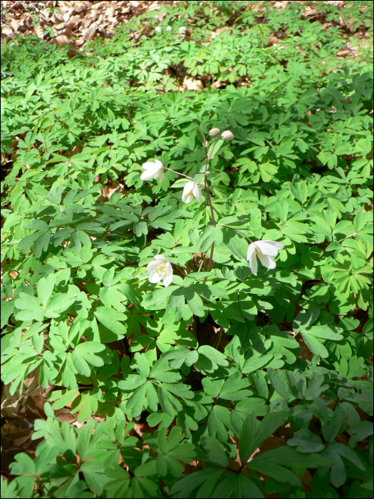 Isopyrum thalictroïdes L.