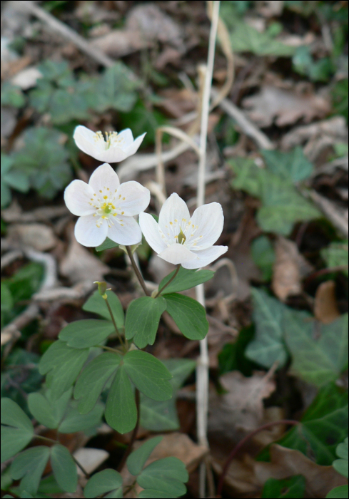 Isopyrum thalictroïdes L.