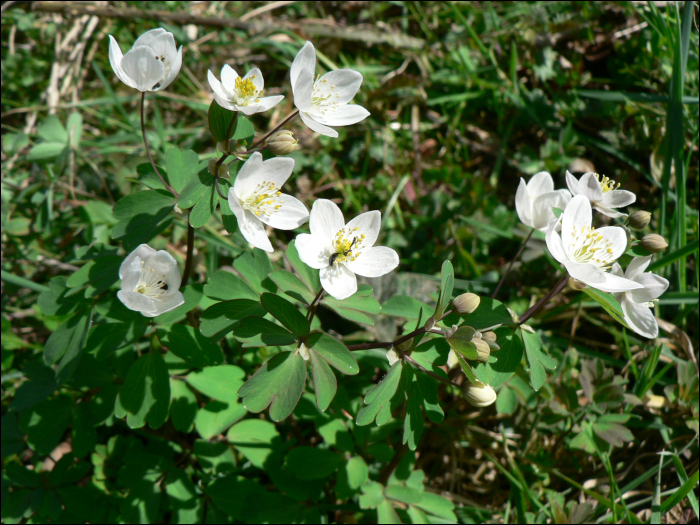 Isopyrum thalictroïdes L.