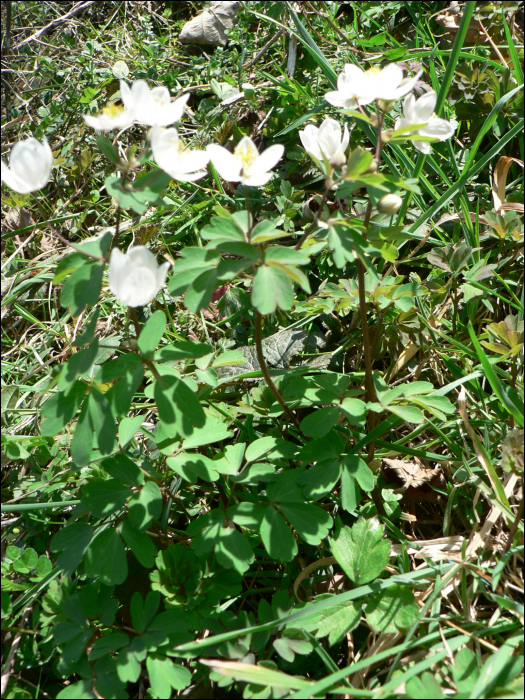 Isopyrum thalictroïdes L.