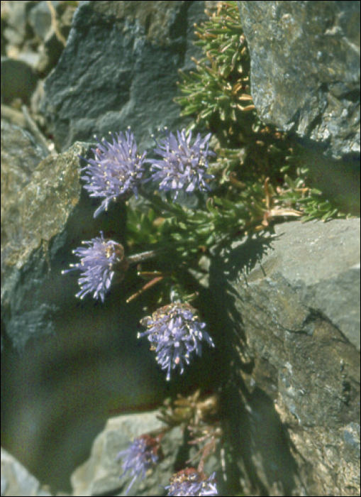 Jasione crispa (=Jasione humilis)