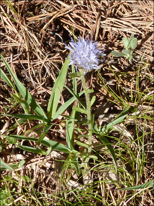 Jasione crispa (=Jasione humilis)