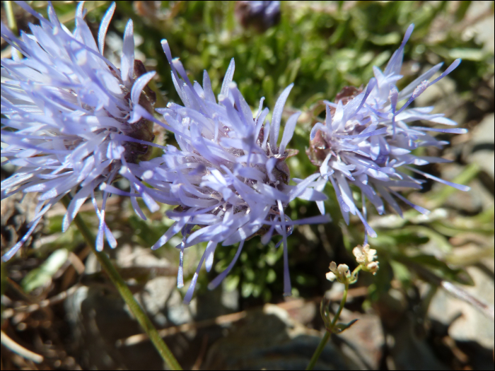 Jasione crispa (=Jasione humilis)