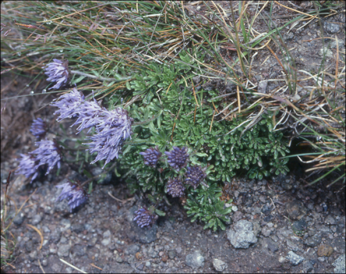 Jasione crispa (=Jasione humilis)