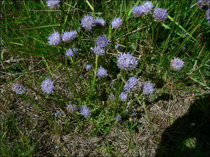 Jasione laevis Lam (=Jasione  perennis )