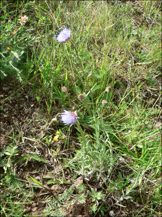 Jasione laevis Lam (=Jasione  perennis )