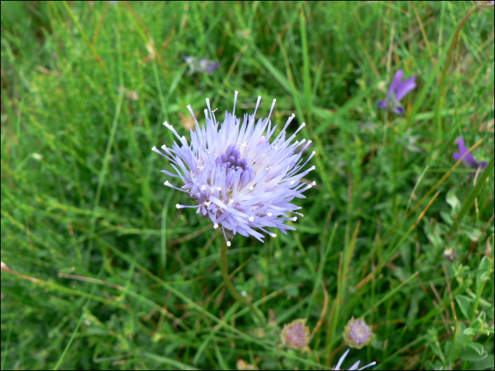 Jasione laevis Lam (=Jasione  perennis )