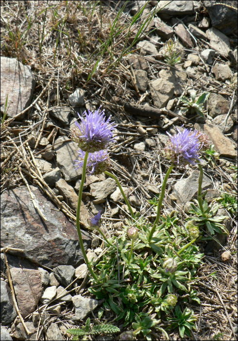 Jasione laevis Lam (=Jasione  perennis )