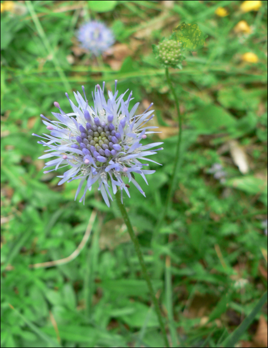 Jasione laevis Lam (=Jasione  perennis )