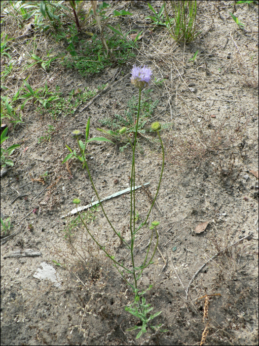 Jasione montana L.