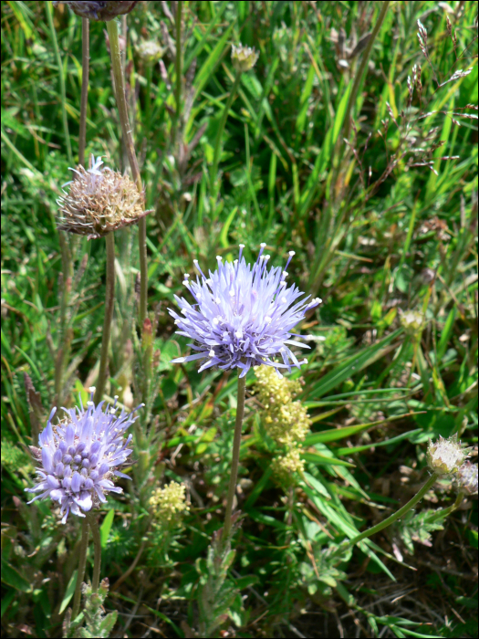 Jasione montana L.