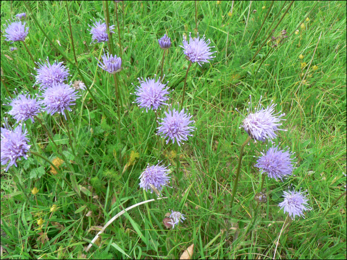 Jasione montana L.