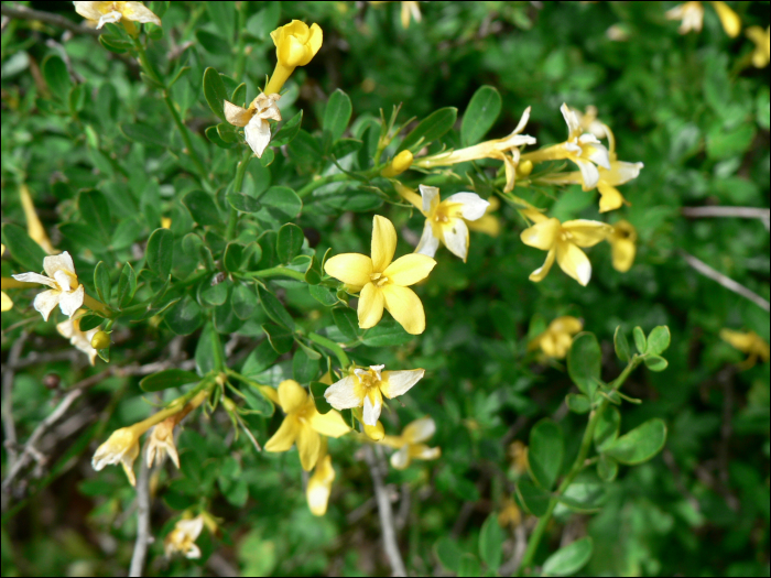 Jasminum fruticans