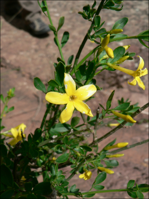 Jasminum fruticans