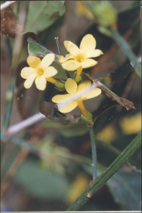 Jasminum fruticans