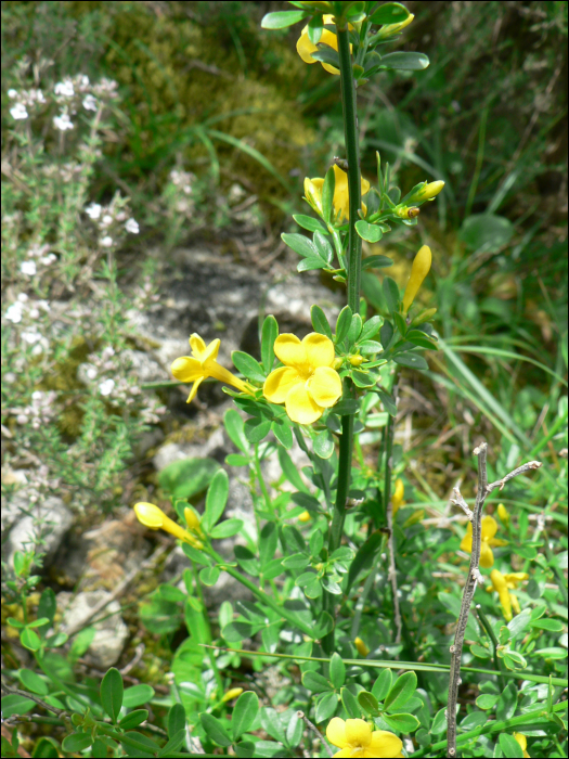 Jasminum fruticans