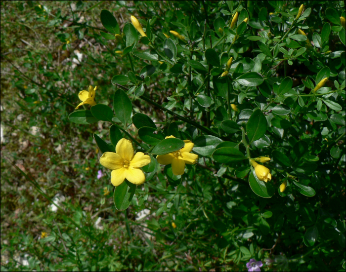 Jasminum fruticans