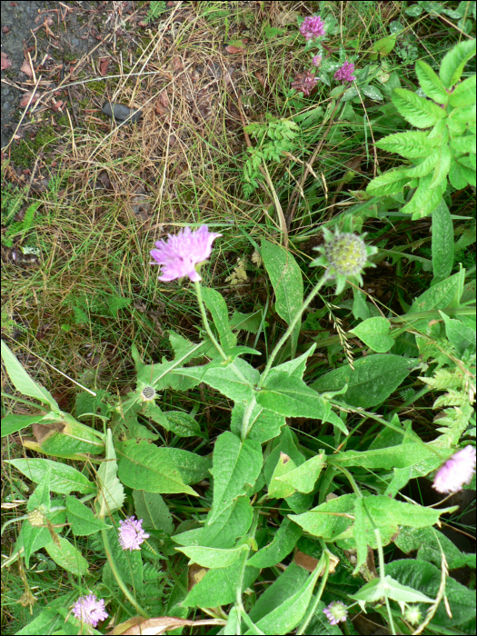 Knautia arvensis Coult.