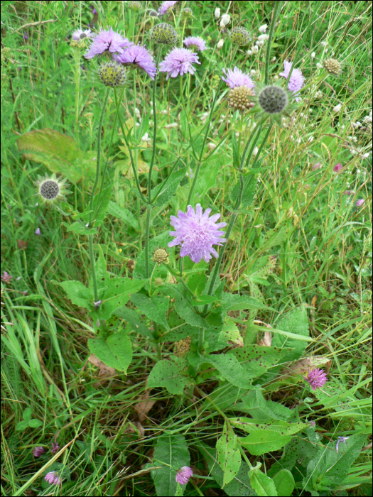 Knautia arvensis Coult.