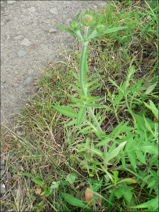 Knautia  arvernensis (Briq.) (=Knautia  godeti)