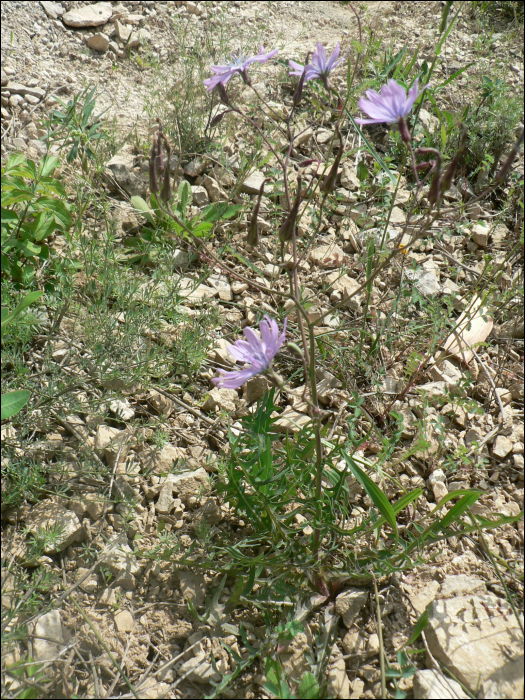 Lactuca perennis L.