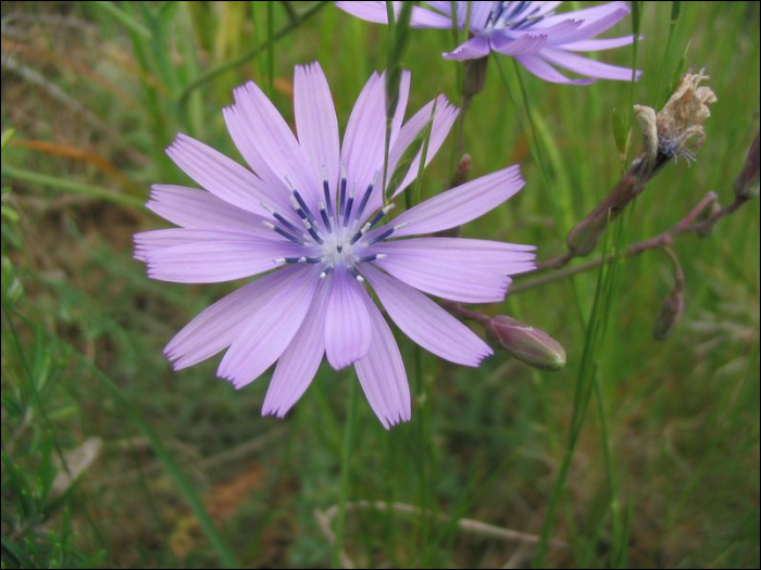 Lactuca perennis L.