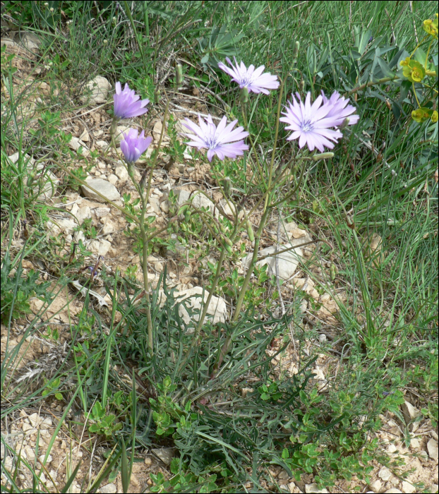 Lactuca perennis L.