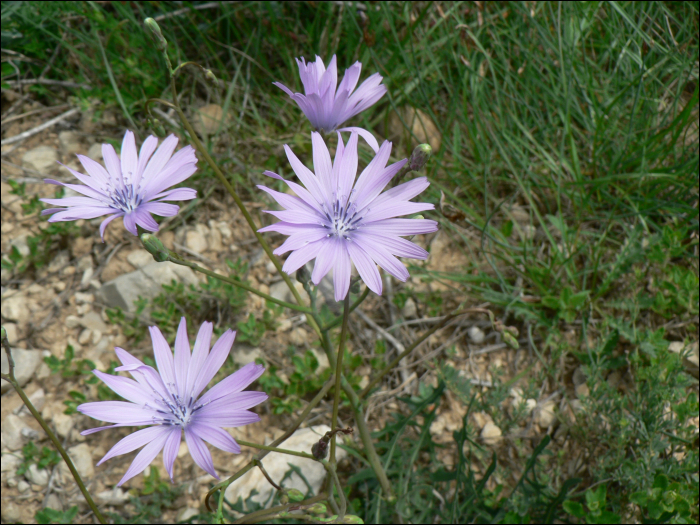 Lactuca perennis L.