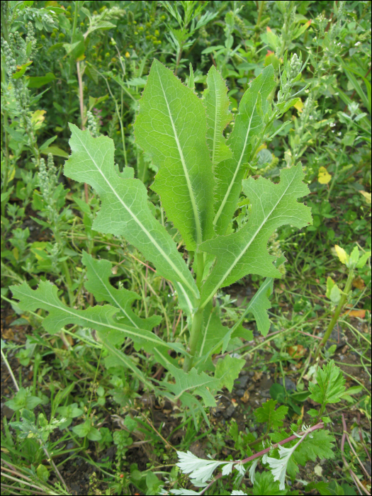 Lactuca serriola L. (=Lactuca scariola)