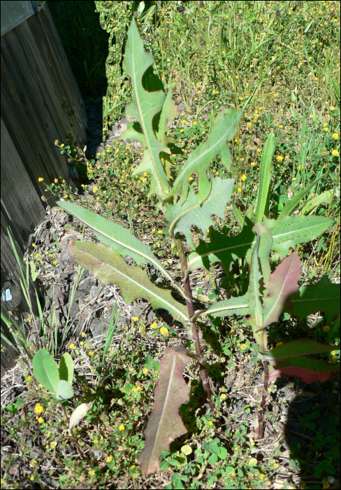 Lactuca serriola L. (=Lactuca scariola)