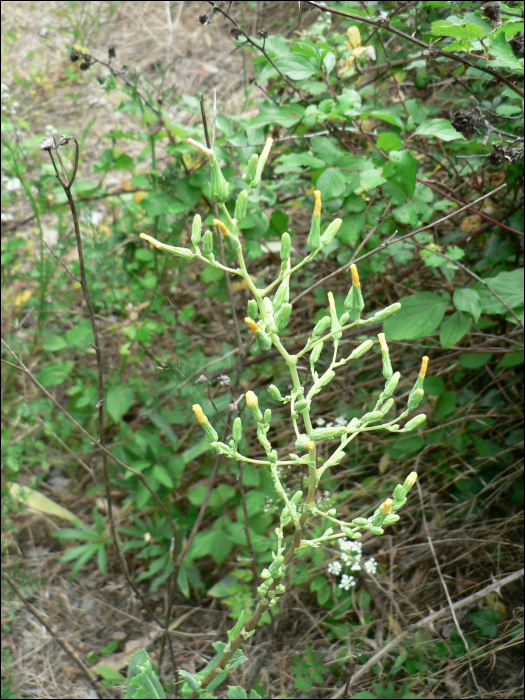 Lactuca serriola L. (=Lactuca scariola)