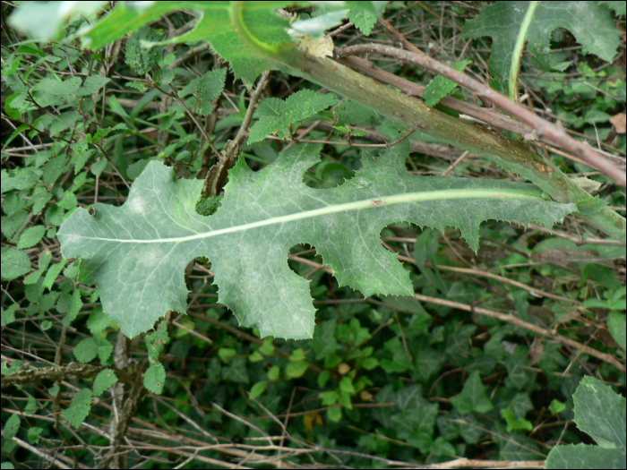 Lactuca serriola L. (=Lactuca scariola)