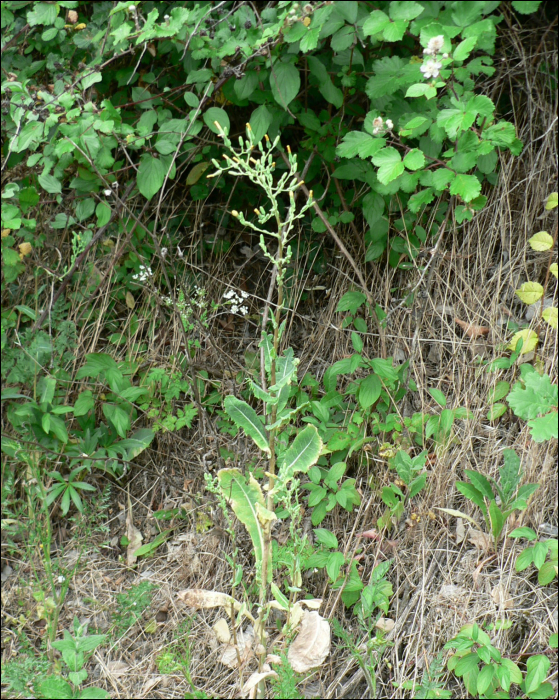 Lactuca serriola L. (=Lactuca scariola)