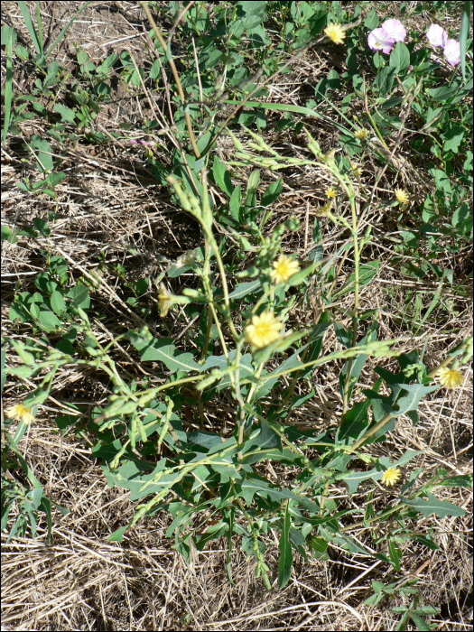 Lactuca serriola L. (=Lactuca scariola)