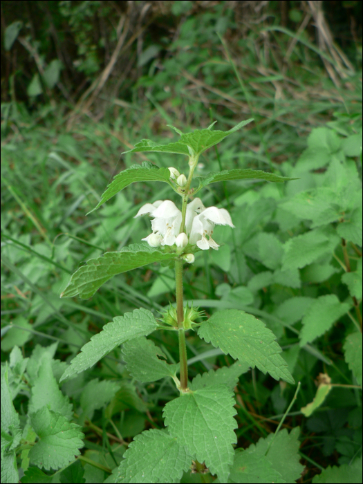 Lamium album L.