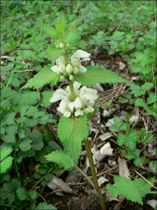 Lamium album L.