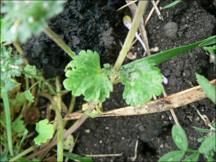 Lamium amplexicaule L.