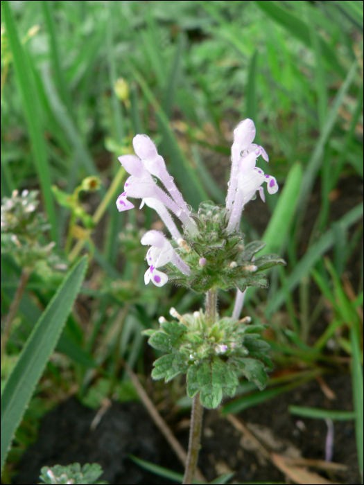 Lamium amplexicaule L.