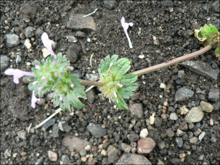 Lamium amplexicaule L.