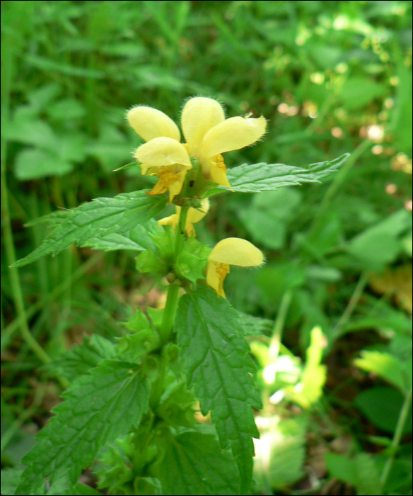 Lamium galeobdolon L.