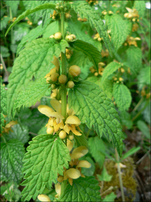 Lamium galeobdolon L.