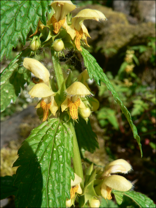 Lamium galeobdolon L.