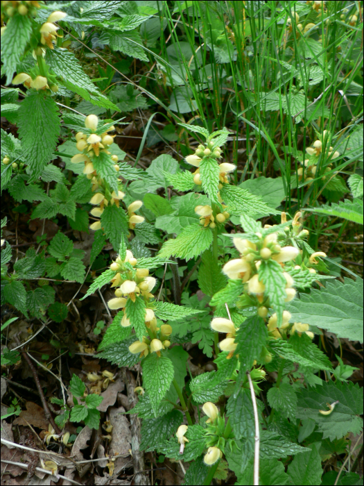 Lamium galeobdolon L.