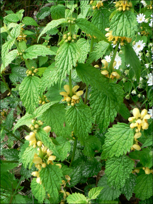 Lamium galeobdolon L.