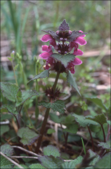 Lamium maculatum L.